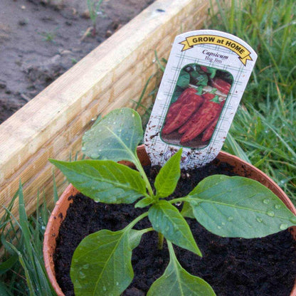 Potted Big Jim Pepper plant growing in garden with informational label.