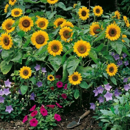 Sunflowers and other flowers in a garden setting. Big Smile Sunflower Small and Mighty