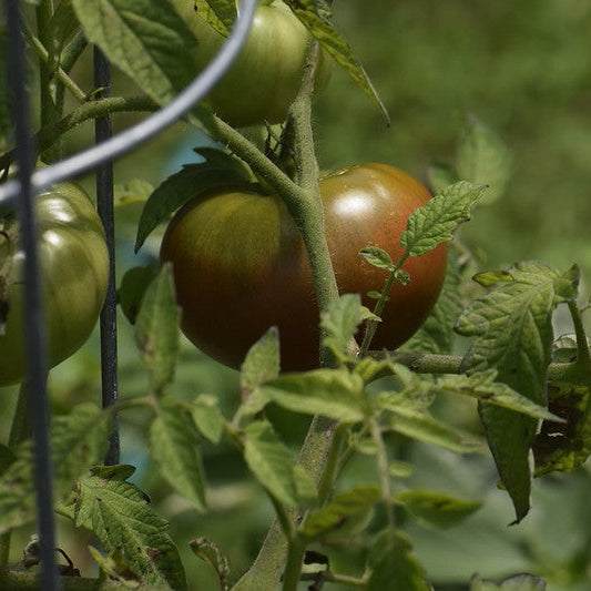 Black Krim Tomato Matches Seeds