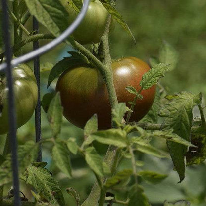 Black Krim Tomato Matches Seeds