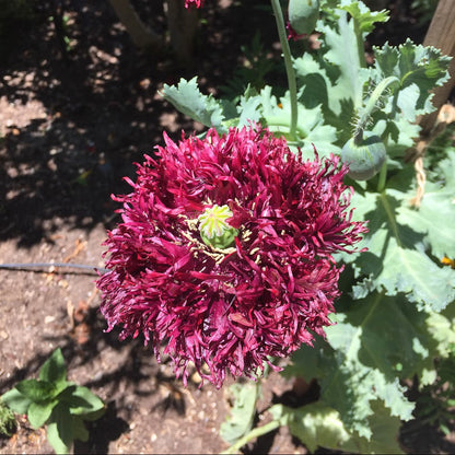 Deeply ruffled Black Swan poppy flower in near-black burgundy shade from breadseed poppy mix