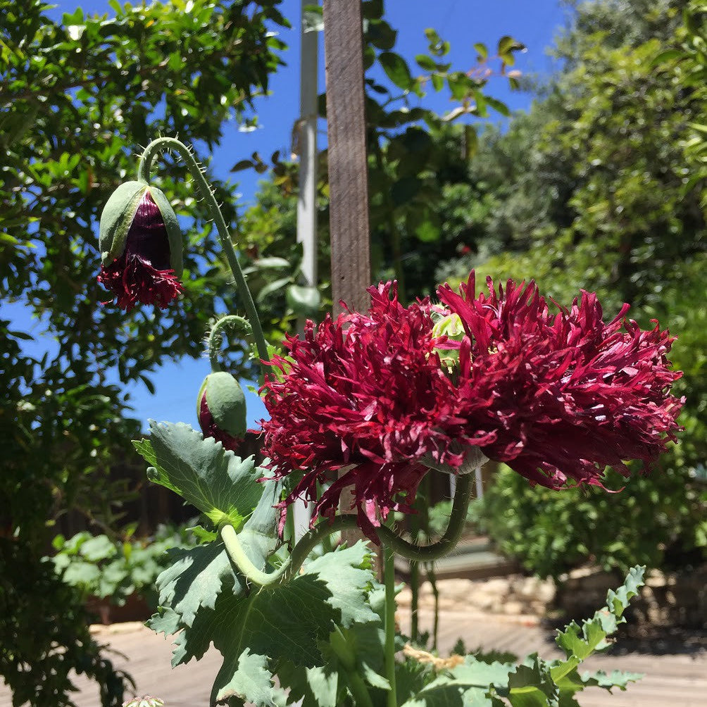 Deeply ruffled Black Swan Poppy flower in near-black burgundy shade with carnation-like petals