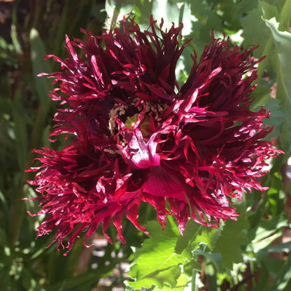 Black Swan Poppy with deeply ruffled, carnation-like near-black burgundy petals in a garden setting