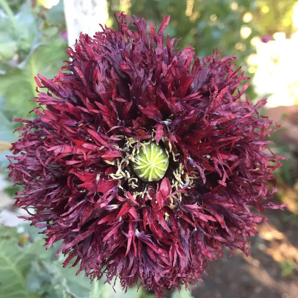 Deeply ruffled Black Swan Poppy flower in nearly black burgundy hue with carnation-like petals