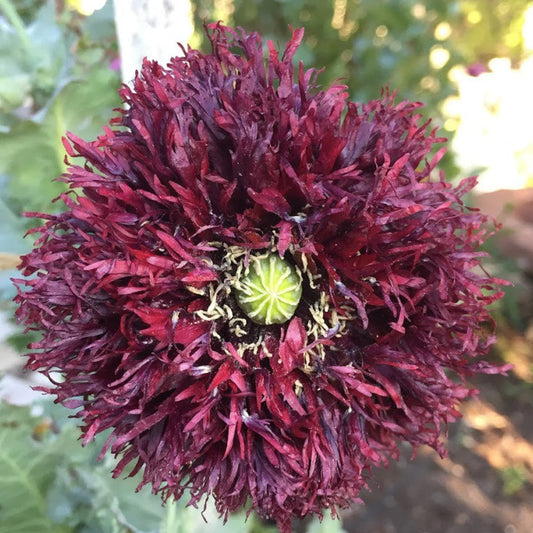 Deeply ruffled Black Swan Poppy flower in nearly black burgundy hue with carnation-like petals