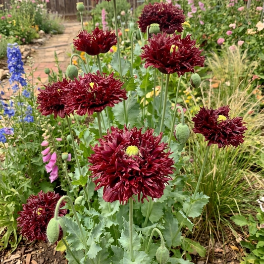 Deeply ruffled Black Swan Poppy in nearly black burgundy shade with carnation-like petals