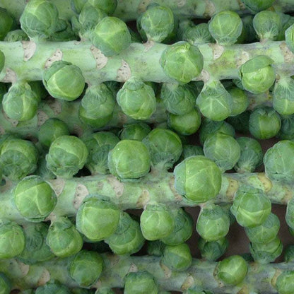 Close-up of green brussels sprouts on a branch Brussels Sprouts Long Island Improved Heirloom MatchesSeeds Matches Seeds