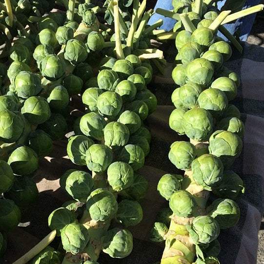 Brussels sprouts with leaves on a wooden surface Brussels Sprouts Long Island Improved Heirloom MatchesSeeds Matches Seeds 