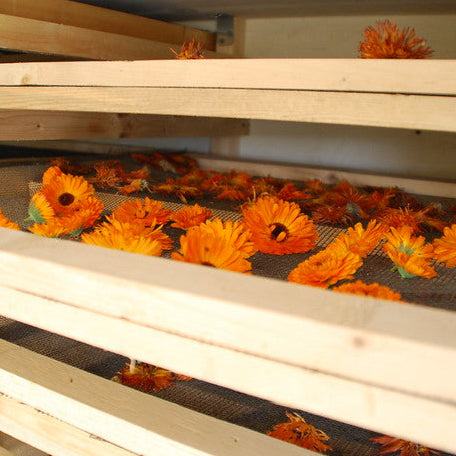 Calendula Pacific Beauty Mix flowers drying on wooden racks.