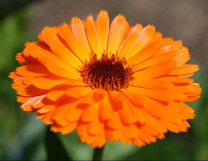 Calendula Pacific Beauty Mix vibrant orange bloom, open-pollinated, non-treated seeds.