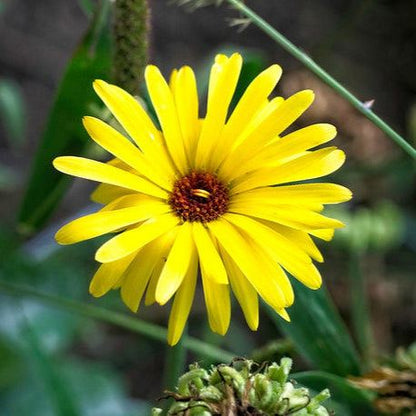 Vibrant yellow Calendula Pacific Beauty flower in garden setting.