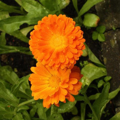 Calendula Pacific Beauty Mix vibrant orange blooms in garden setting.