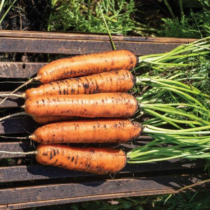 Calindor Carrot Seeds - high-yield, sweet, and non-treated carrots.