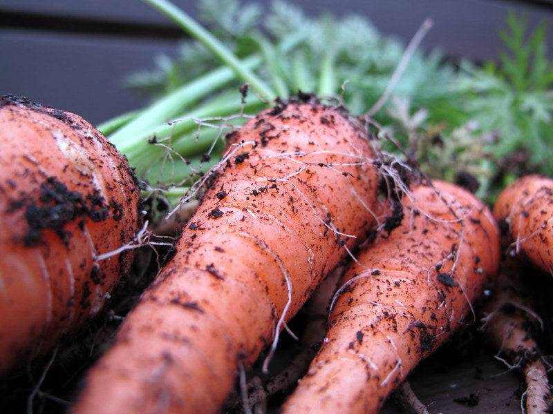 Carrot Scarlet Nantes Heirloom Matches Seeds