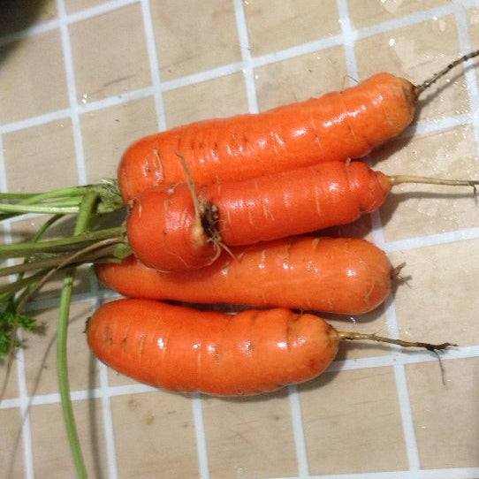 Carrot Scarlet Nantes Heirloom Matches Seeds