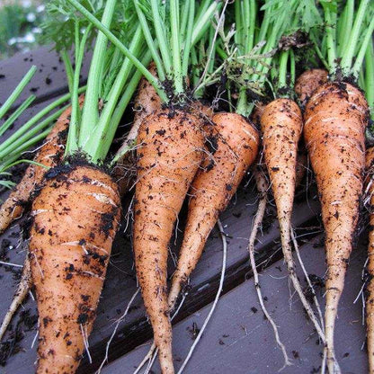 Carrot Scarlet Nantes Heirloom Matches Seeds