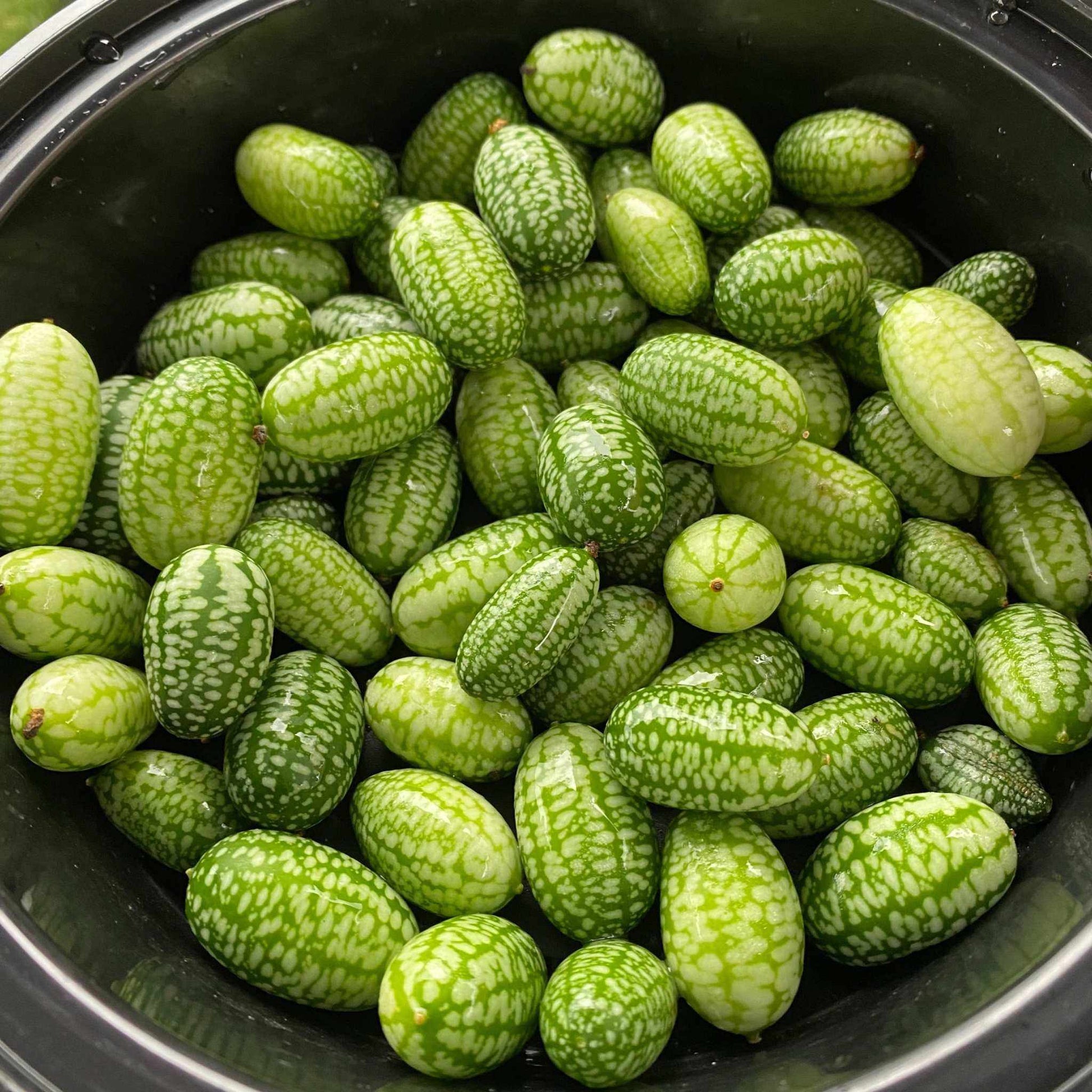 Bowl of fresh cucamelons, also known as mouse melons or Mexican sour gherkins, showcasing their unique watermelon-like appearance.