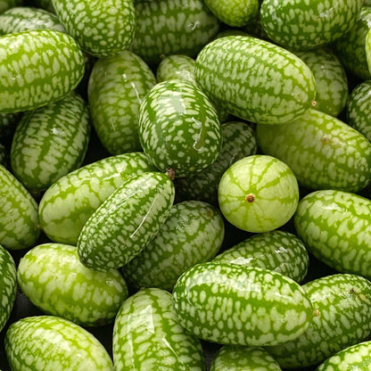 Fresh cucamelons resembling tiny watermelons with cucumber-citrus flavor.