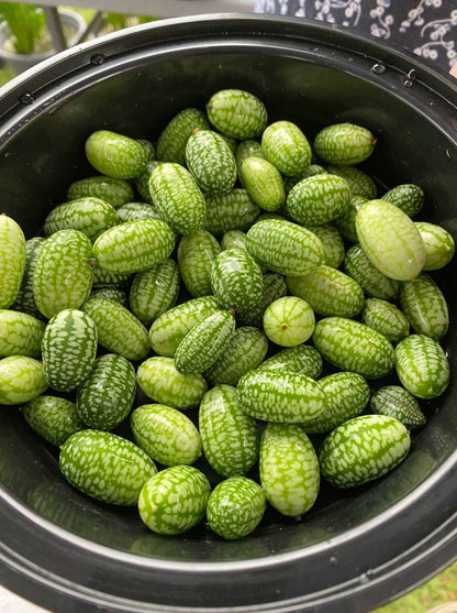 Bowl of fresh cucamelons, also known as mouse melons or Mexican sour gherkins.