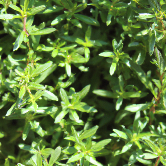 Summer Savory