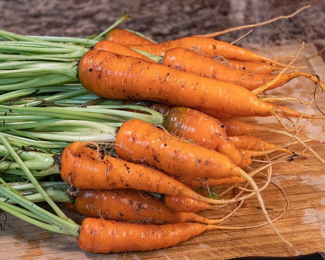 Bunch of carrots with green tops on a wooden cutting board with a knife. Danvers Half - Long Carrot Matches Seeds