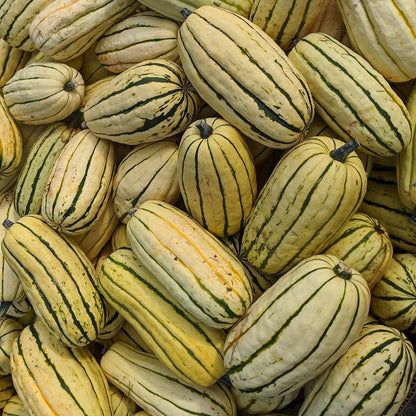 Heirloom Dellacotta Squash with tan skin and green stripes.