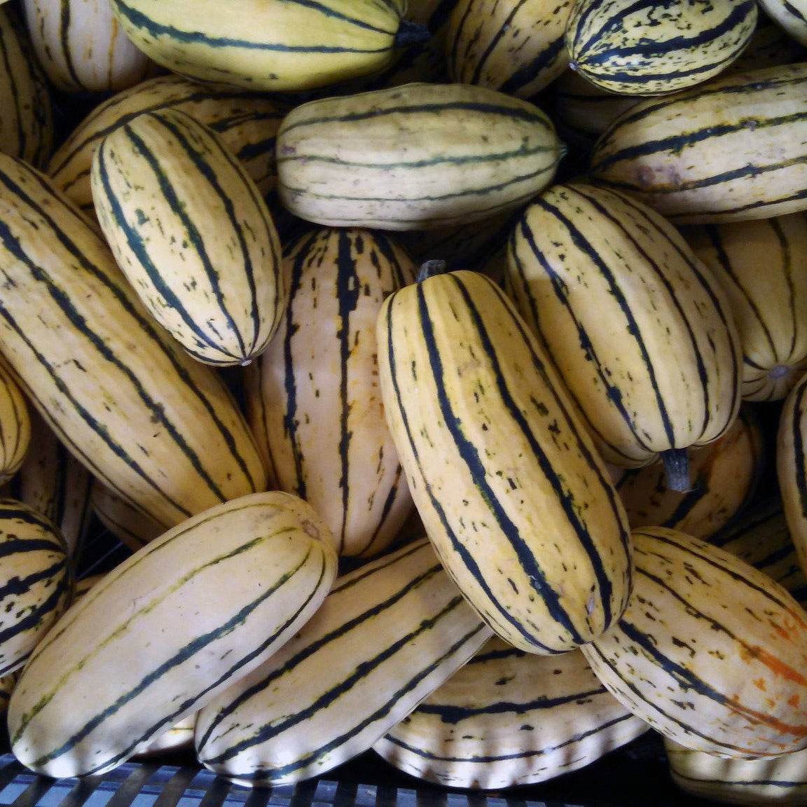 Dellacotta Squash with creamy tan skin and dark green stripes, heirloom non-GMO variety.