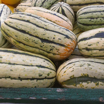 Dellacotta Squash with tan exterior and dark green stripes, heirloom variety.