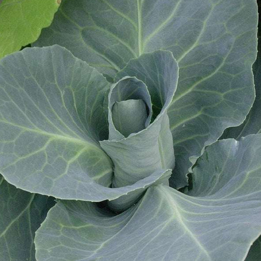 Close-up of a green cabbage head with leaves Early Jersey Wakefield Cabbage Heirloom Matches Seeds MatchesSeeds.ca Canada