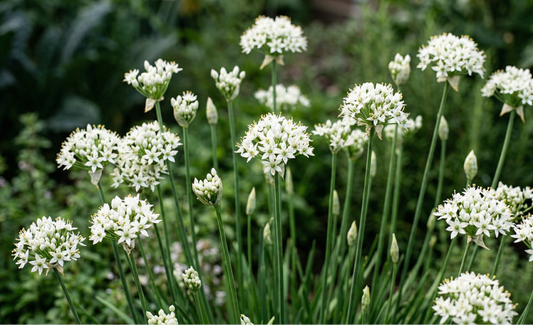 White flowered chives with green leaves against a blurred natural background
