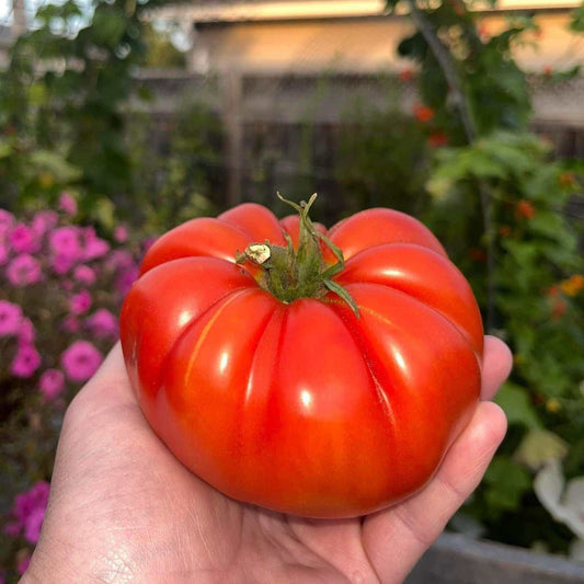 Giant Crimson Heirloom Tomato held in hand with lush garden background.
