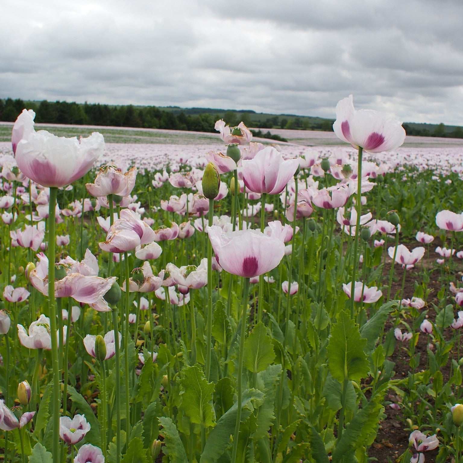 Field of pink poppy flowers with green leaves under a cloudy sky