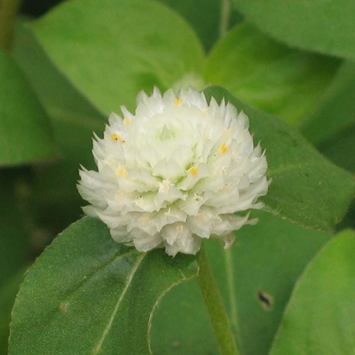 Gomphrena Blend Mix flower with white bloom and green leaves. Cut Flower