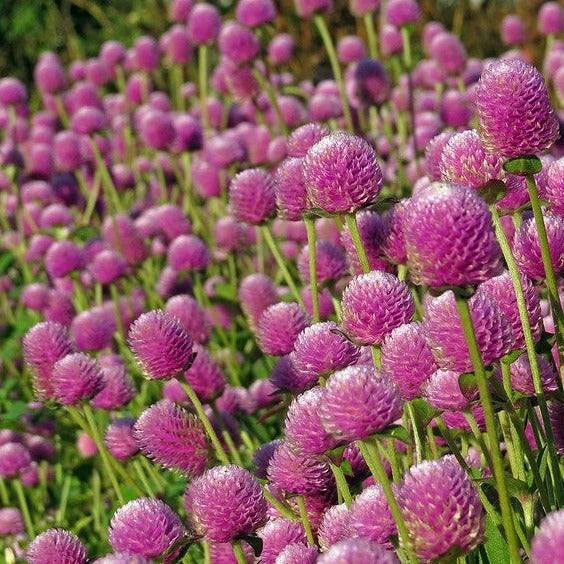 Vibrant Gomphrena Blend Mix flowers in a garden.