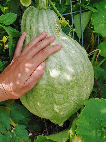 Blue Hubbard Squash growing on a vine with a hand for size reference.