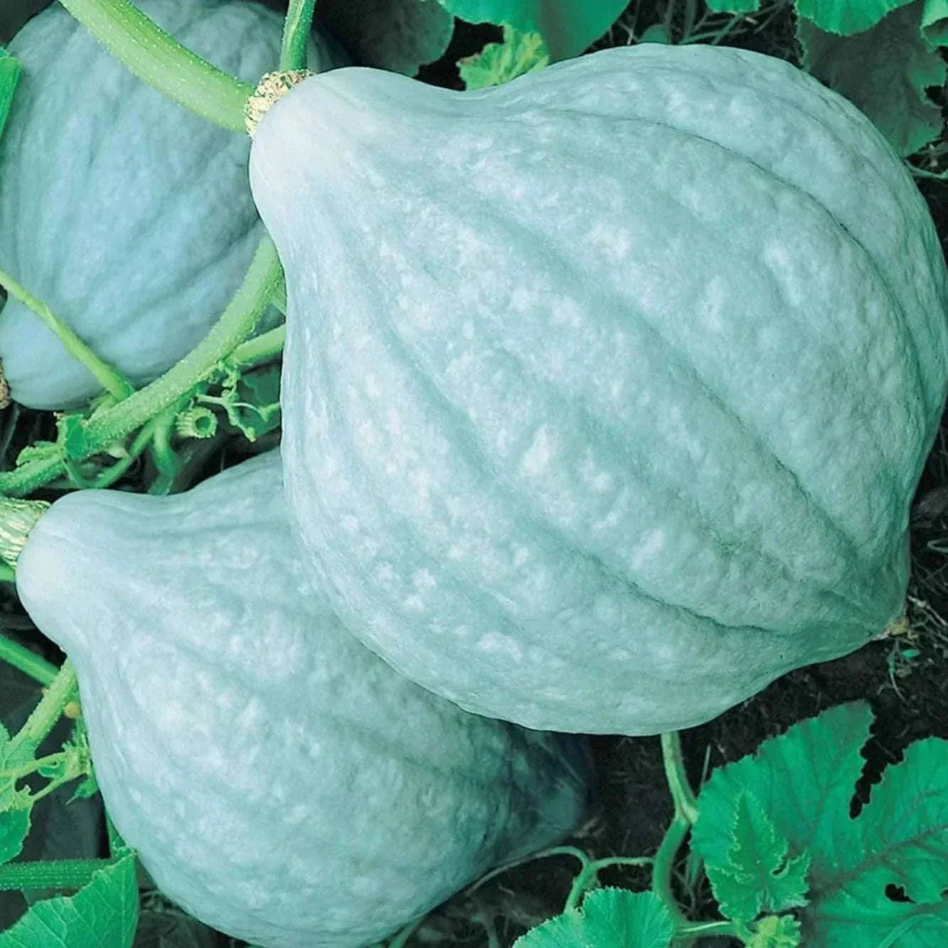 Blue Hubbard squash with slate-blue rind on vine, heirloom seeds.