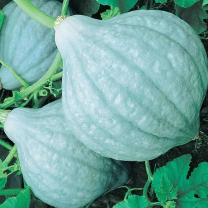 Blue Hubbard squash with slate-blue rind on vine, heirloom seeds.