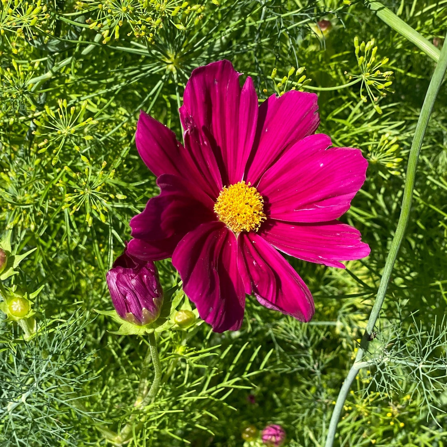 Vibrant magenta bloom of Cosmos Early Sensation Mix in a garden setting with feathery foliage.