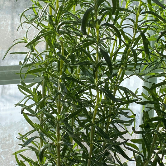 Rosemary plant with needle-like leaves in a sunlit garden setting.