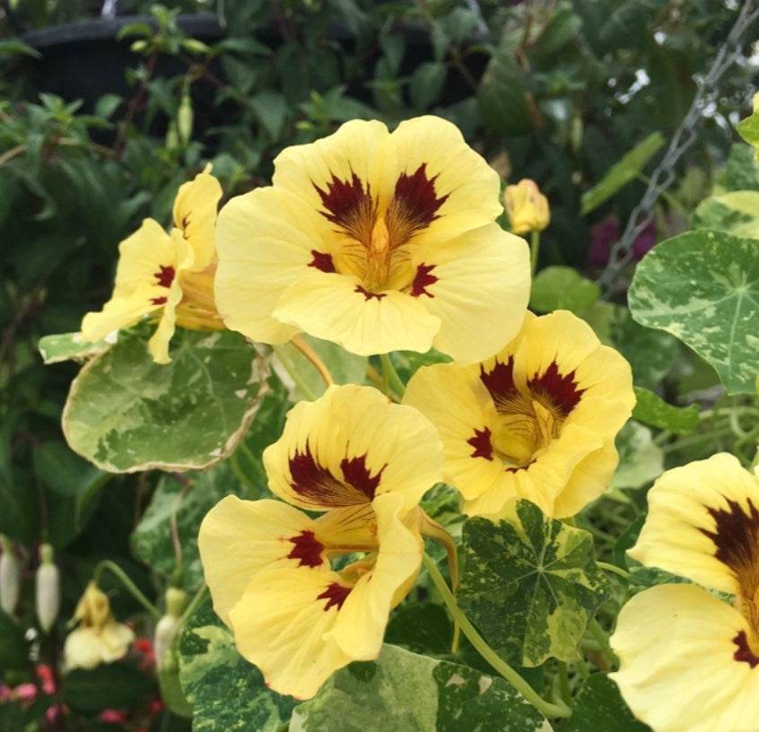 Troika Cream Nasturtium Seeds with variegated creamy-yellow blooms and maroon accents.