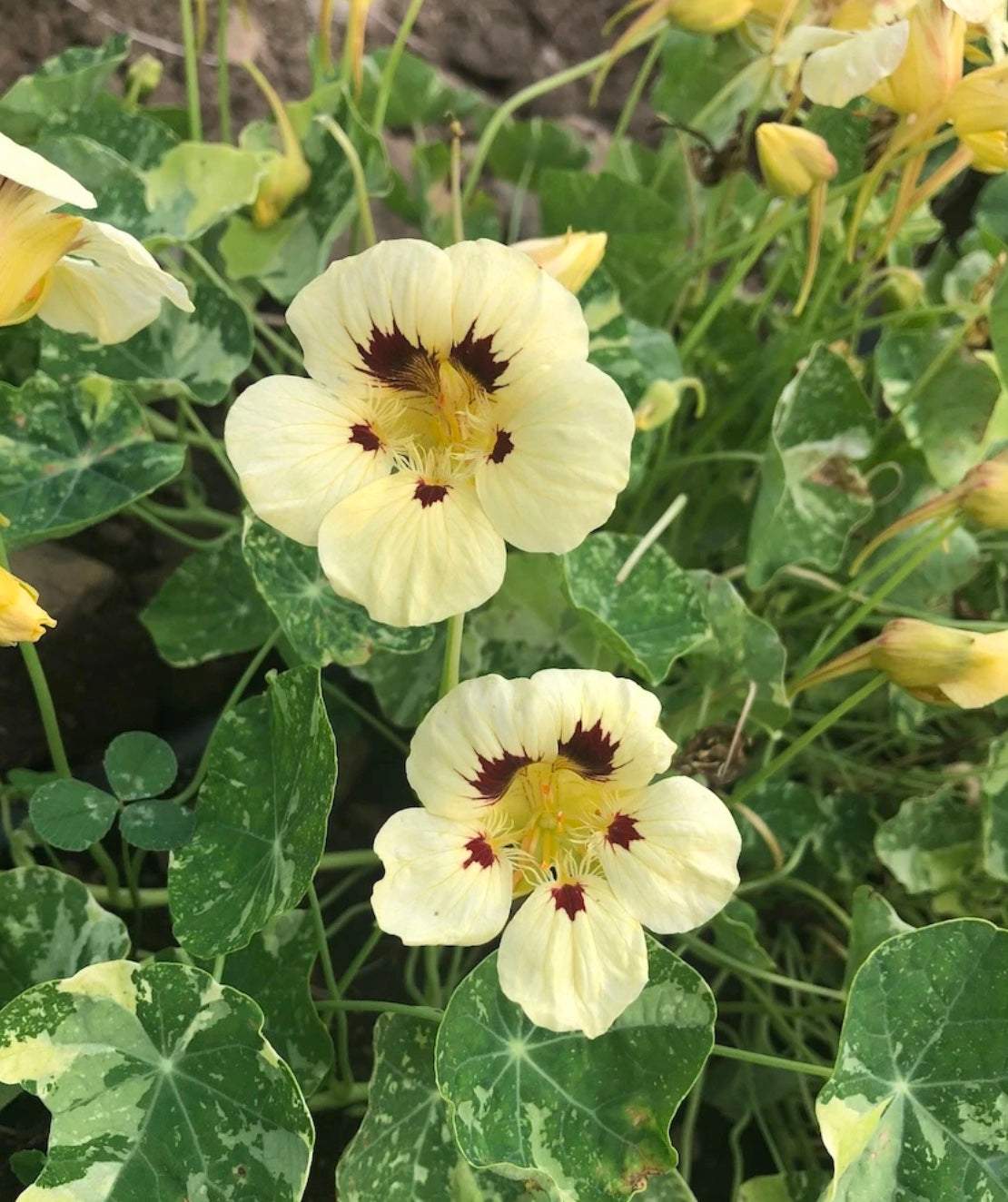 Troika Cream Nasturtium Seeds with creamy-yellow blooms and maroon accents, ideal for gardens and edible use.