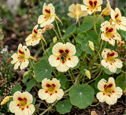 Yellow flowers with red centers on a green plant Ladybird Purple Spot Nasturtium  Matches Seeds