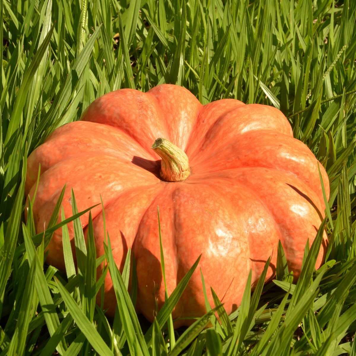 Moranga Pumpkin Seeds – Unique Heirloom with Exceptional Flavor, pale salmon-colored ribbed pumpkin in lush garden.