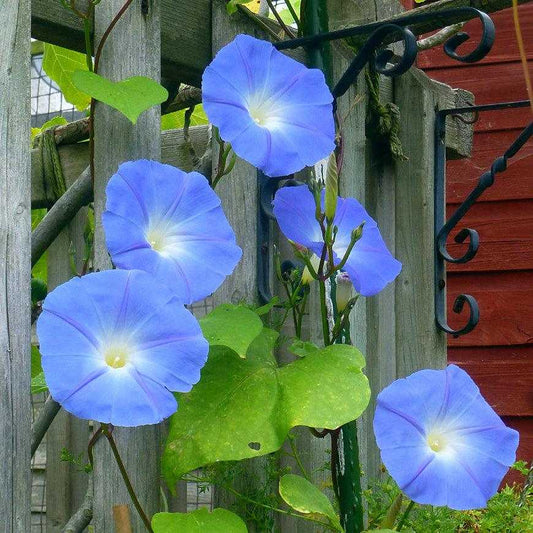 Heavenly Blue Morning Glory flowers on a garden fence.