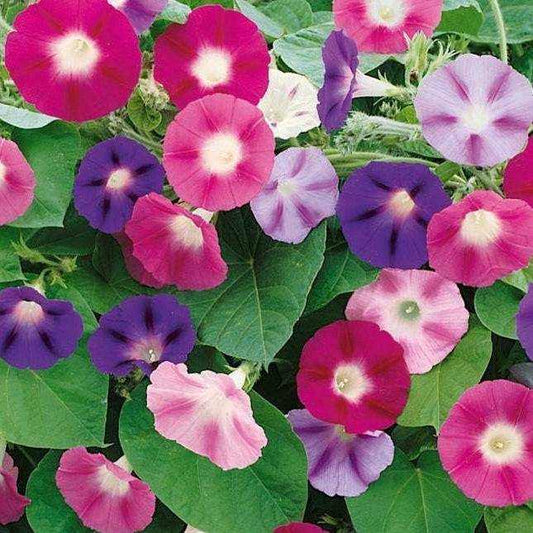 Colorful Morning Glory Mix flowers in purple, pink, and blue hues.
