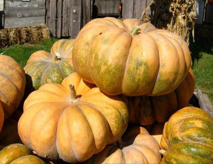 Musquée de Provence pumpkins with distinct ribbed shape and bronze color.