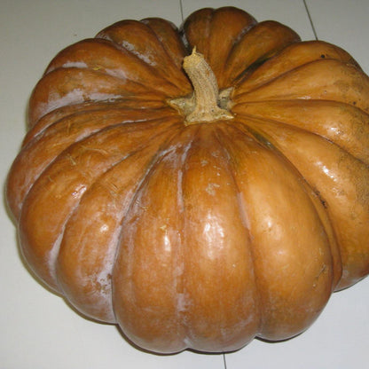 Musquée de Provence Pumpkin with ribbed, cheese-wheel shape and chestnut-brown skin.