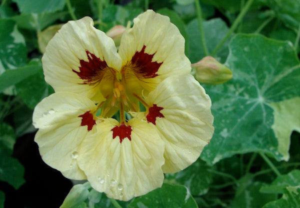 Creamy-yellow Troika Cream Nasturtium flower with maroon accents and variegated foliage.