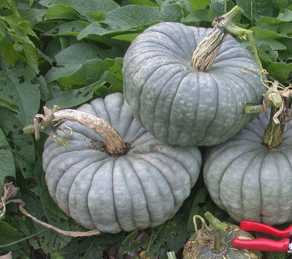 Queensland Blue pumpkin with blue-grey rind and bright orange sweet flesh