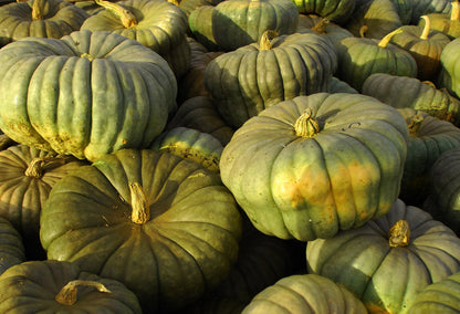 Queensland Blue pumpkin seeds packet with blue-grey rind squash seeds